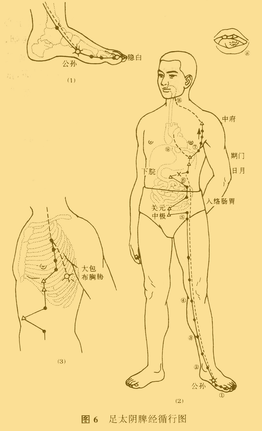 中医推拿按摩师资格证