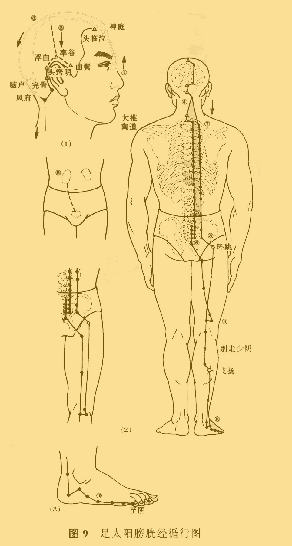 中医推拿按摩师资格证